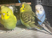 Young Budgies