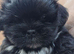 Fabulous Black Lhasa Apso Puppy Kc Registered & PRA clear
