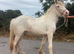 Clydesdale x cob filly