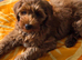 Pure Australian labradoodle fully vaccinated