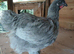 Lavender orpington cockerel 10 weeks old