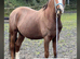 Chestnut gelding Dalcarnie Archibald prince