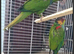 Pairs of birds dna proven close rung read description