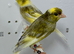 Beautiful pair of jaspe raza canaries for sale