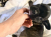 Boxer x french bulldog - only 3 left out litter of 6.