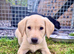 Gorgeous Labrador Puppies