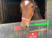 Welsh D filly