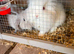 2 lovely white and a silver/grey both girls lion heads