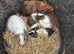 Guinea Pigs looking for new homes