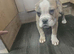 Bulldog puppies 10 weeks boys 5 available