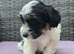 Puppies looking for loving owners!