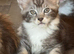 Two stunning silver maine coon kittens