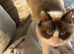 ragdoll girl for sale