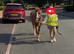 4 yr broken Welsh Section A 12hh gelding