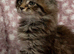 Maine coon Kittens