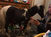american minature horse
