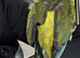Patagonian Conure