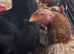 Aseel chickens for sale
