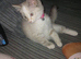 Gorgeous blueceyed female ragoll 8 weeks
