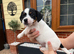 Jack russell