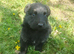 Pure bred German shepherd puppy&rsquo;s