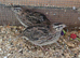 3 Japanese quails - female