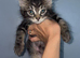 TWO LEFT! Maine coon kittens