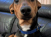 Dachshund cross jack russell