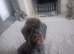 Bedlington terrier