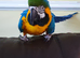 Female macaw