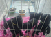 Beautiful pedigree male toy poodles