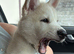 Male Siberian Husky - 1 Beautiful Husky puppies ready to loving home