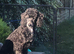 Handsome mini poodle looking for Hes forever sofa
