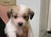 Shih tru cross jack russell puppys