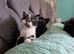 2 kittens looking for forever home