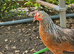 3 Hybrid Chickens