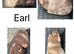 X2 male guinea pigs.
