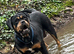 The 6 years old female (NEED GONE ASAP)