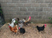 Chickens for sale