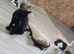 4 male kittens, 2 black, 2 black and white