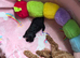 Unique bundle joy cavapoo