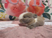 Baby mini lops