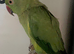 Adult green ringneck