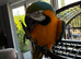 Tame Blue and gold Macaw Male