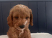 Absolutely stunning Cavapoo puppies