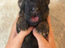 Part Trained - Healthy & Chunky German Shepherd Puppies