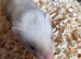 Sandy ferrets ready in a few weeks