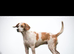 1 girl beagle puppy for sale