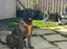 Presa canario/American bulldog pups ready to leave