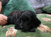 READY TODAY!!!! Gorgeous litter of 11 mini Goldendoodles